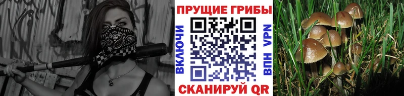 Галлюциногенные грибы MAGIC MUSHROOMS  blacksprut рабочий сайт  Сертолово 